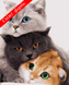 Картини за номерами "Три коти" Artissimo полотно на підрамнику 40x50 см PN4201