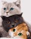 Картини за номерами "Три коти" Artissimo полотно на підрамнику 50x60 см PNX4201