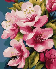 Картини за номерами "Яблуневі квіти" Artissimo полотно на підрамнику 40x50 см PN4305 в інтернет-магазині "Я - Picasso"