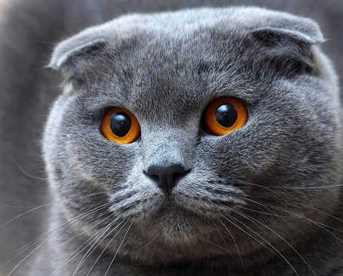 Серый вислоухий кот (50 фото)