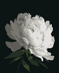 Картины по номерам "Белый пион" Artissimo холст на подрамнике 50x60 см PNX0179 в интернет-магазине "Я - Picasso"