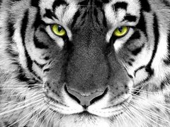 Алмазная мозаика "Взгляд тигра" Алмазная мозаика 30x40см DM-281 в интернет-магазине "Я - Picasso"