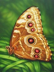 Алмазная мозаика "Бабочка монарх" Алмазная мозаика 30x40см DM-176 в интернет-магазине "Я - Picasso"