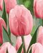 Картини за номерами "Ніжна весна" Artissimo полотно на підрамнику 40x50 см PN1960