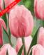Картини за номерами "Ніжна весна" Artissimo полотно на підрамнику 40x50 см PN1960