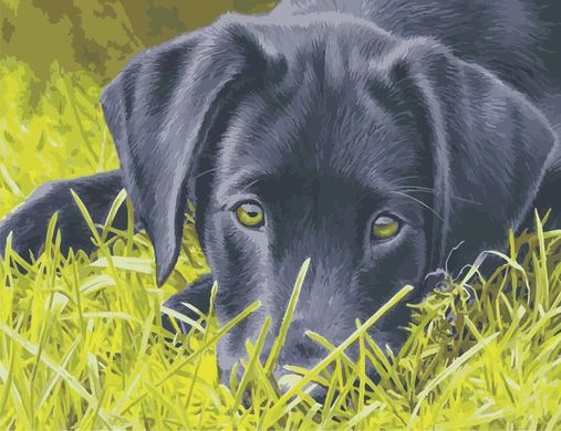 Картина по номерам - Грустный пёс 50x65 в интернет-магазине "Я - Picasso"