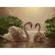 Картина за номерами "Пара лебедів" Ідейка полотно на підрамнику 40x50см КНО301