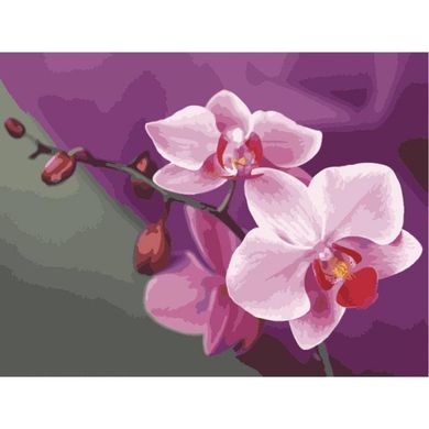 Картина по номерам - Розовые орхидеи 40х50 в интернет-магазине "Я - Picasso"