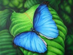 Алмазна мозаїка "Синій метелик" Алмазна мозаїка 30x40см DM-181 в інтернет-магазині "Я - Picasso"