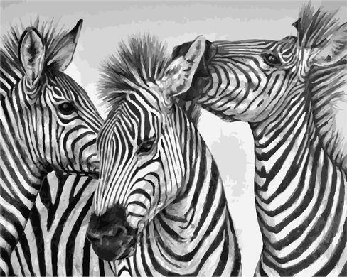 Картина по номерам - Три зебры 40x50см в интернет-магазине "Я - Picasso"