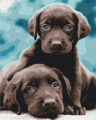 Картина за номерами "Блакитноокі цуценята" BrushMe полотно на підрамнику 40x50см BS53222 в інтернет-магазині "Я - Picasso"