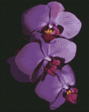 Алмазная мозаика - Орхидеи ArtStory подарочная коробка холст на подрамнике 40x50 см в интернет-магазине "Я - Picasso"