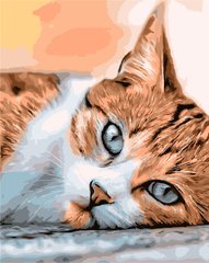 Картина по номерам - Сонный кот 40x50см в интернет-магазине "Я - Picasso"
