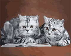 Картина за номерами "сірі коти" ArtStory подарункова упаковка 40x50см AS1025 в інтернет-магазині "Я - Picasso"
