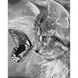 Картина за номерами "Кошеня і метелик" Ідейка полотно на підрамнику 40x50см КНО2499