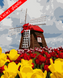 Картини за номерами "Квітуча Голландія" Artissimo полотно на підрамнику 50x60 см PNX4280