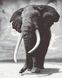 Картина по номерам "Слон" холст на подрамнике 40x50 см RB-0166