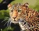 Картина за номерами "Зеленоокий леопард" Ідейка полотно на підрамнику 40x50см KHO4322