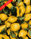 Картини за номерами "Соковиті лимони" Artissimo полотно на подрамнику 50x60 см PNX1235