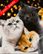 Картини за номерами "Котики-муркотики" Artissimo полотно на підрамнику 40x50 см PN4200