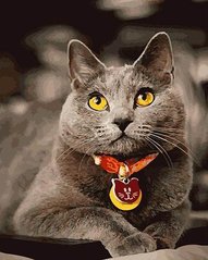 Картина за номерами "Британський кіт" BrushMe полотно на підрамнику 40x50см GX21645 в інтернет-магазині "Я - Picasso"