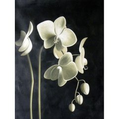 Алмазная мозаика "Цветущая орхидея" Алмазная мозаика 40x50см DM-115 в интернет-магазине "Я - Picasso"