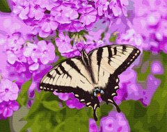 Картина за номерами "Метелик в кольорах" BrushMe полотно на підрамнику 40x50см GX27423 в інтернет-магазині "Я - Picasso"