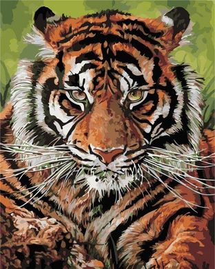 Картина по номерам - Взгляд тигра 40x50см в интернет-магазине "Я - Picasso"